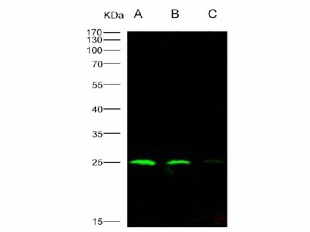 Anti-HIV-1 p24 Protein(Group M, Subtype B, Strain 92418) Polyclonal Antibody Store at -20°C