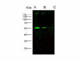 Anti-HIV-p51/RT-p51(Group M, Subtype B(Isolate HXB2) Gag-Pol Polyprotein Polyclonal Antibody