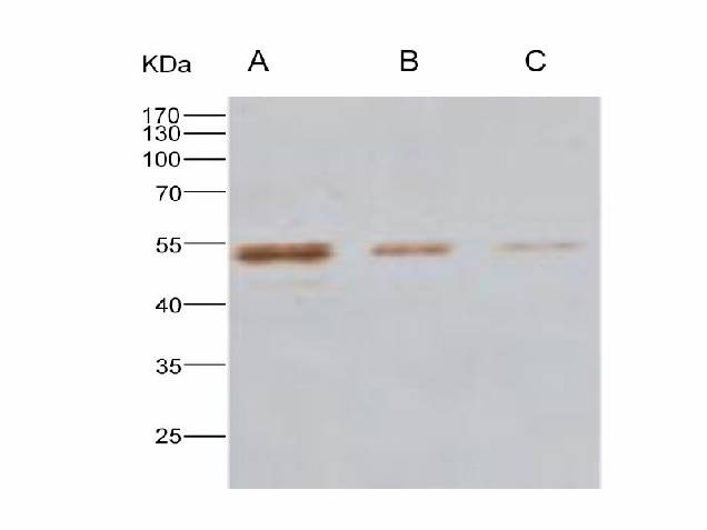 Anti-MERS-CoV Nucleocapsid Monoclonal Antibody