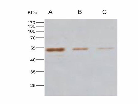 Anti-MERS-CoV Nucleocapsid Monoclonal Antibody