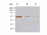 Anti-MERS-CoV Nucleocapsid Monoclonal Antibody