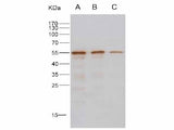 Anti-MERS-CoV Nucleocapsid Protein Polyclonal Antibody