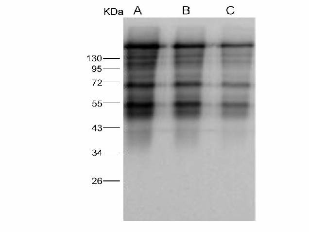 Anti-MERS-CoV Spike Polyclonal Antibody Store at -20°C