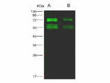 Anti-MERS-CoV Spike Protein S2 Monoclonal Antibody