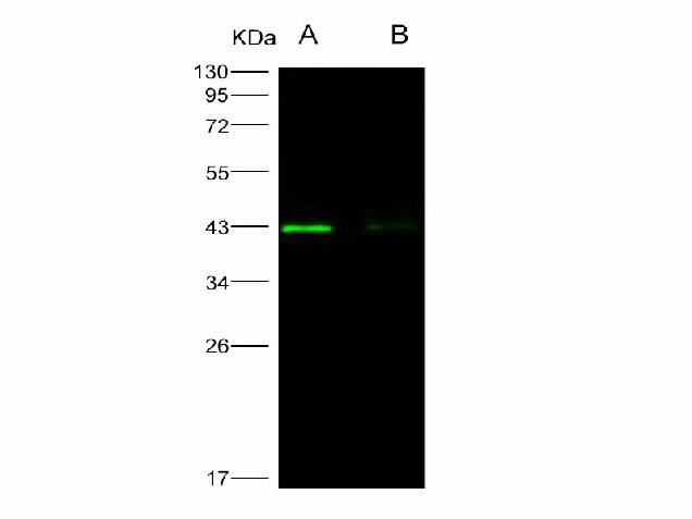Anti-West Nile Virus(WNV)(Lineage 1, Strain NY99) E/Envelope Polyclonal Antibody