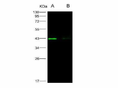 Anti-West Nile Virus(WNV)(Lineage 1, Strain NY99) E/Envelope Polyclonal Antibody