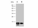 Anti-West Nile Virus(WNV)(Lineage 1, Strain NY99) E/Envelope Protein(Domain III) Monoclonal Antibody Store at -20°C