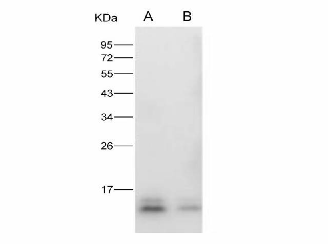 Anti-Zika virus(ZIKV)(Strain Zika SPH2015) ZIKV-E/Envelope Protein Monoclonal Antibody Store at -20°C