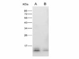 Anti-Zika virus(ZIKV)(Strain Zika SPH2015) ZIKV-E/Envelope Protein Monoclonal Antibody Store at -20°C
