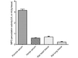 Myeloperoxidase (MPO) Peroxidation Activity Fluorometric Assay Kit, Cell Assays, Elabscience Biotechnology, MSE Supplies