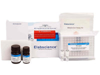 Choline/Acetylcholine Fluorometric Assay Kit - MSE Supplies LLC