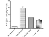 Monoamine Oxidase (MAO) Activity Assay Kit, Cell Assays, Elabscience Biotechnology, MSE Supplies