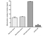 Mitochondrial Complex II Activity Assay  Kit, Cell Assays, Elabscience Biotechnology, MSE Supplies