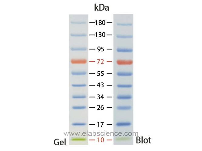 Pre-stained Protein Marker (10~180 kDa)