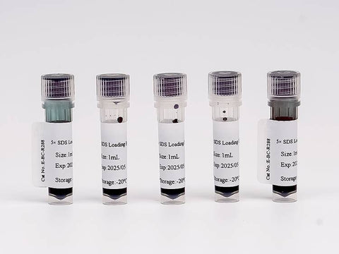 5× SDS Loading Buffer