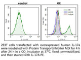 Protein Transport Inhibitor MIX, Cell Assays, Elabscience Biotechnology, MSE Supplies