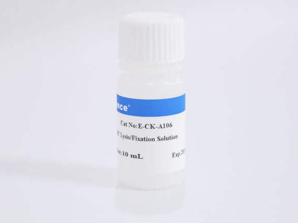 10× RBC Lysis/Fixation Solution, Cell Assays, Elabscience Biotechnology, MSE Supplies