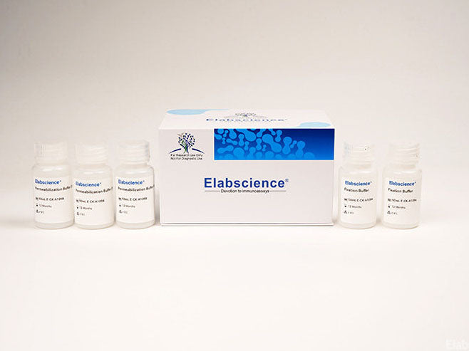 Intracellular Fixation/Permeabilization Buffer Kit, Cell Assays, Elabscience Biotechnology, MSE Supplies