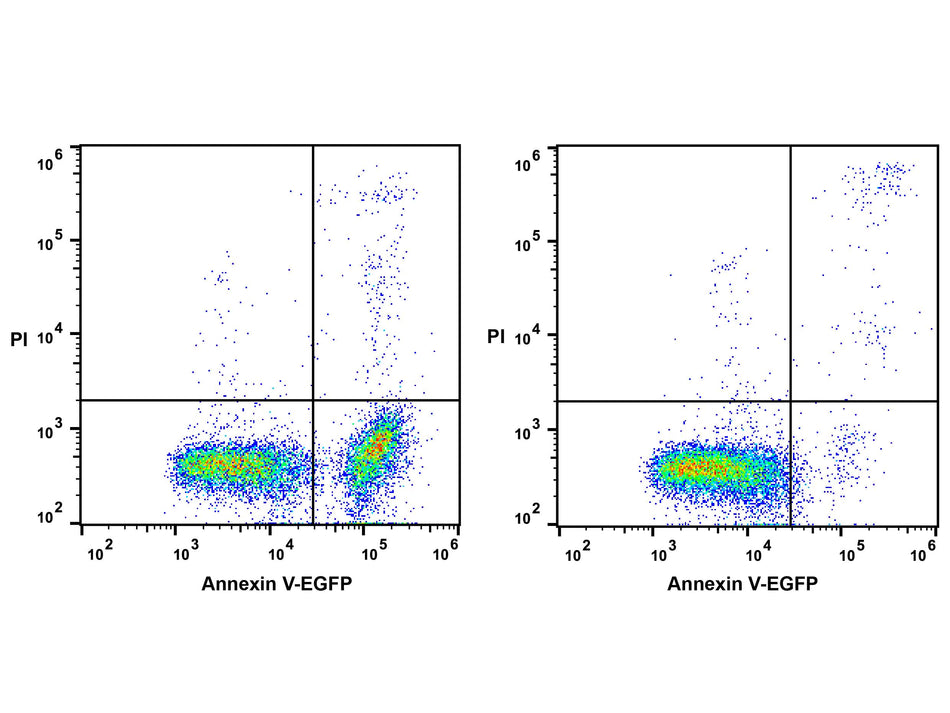 Annexin V-EGFP Reagent, Cell Assays, Elabscience Biotechnology, MSE Supplies