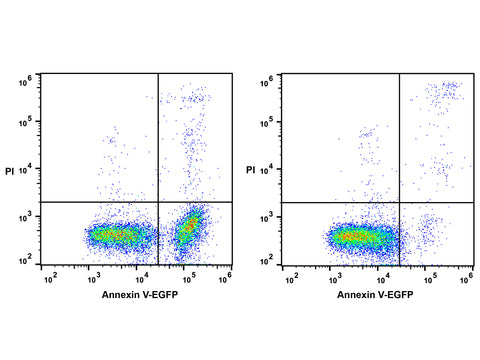 Annexin V-EGFP Azide-Free Lyophilized Powder, Cell Assays, Elabscience Biotechnology, MSE Supplies