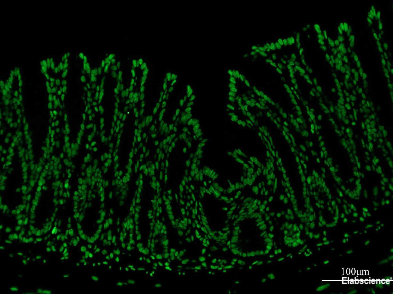 FITC-11-dUTP, Cell Assays, Elabscience Biotechnology, MSE Supplies