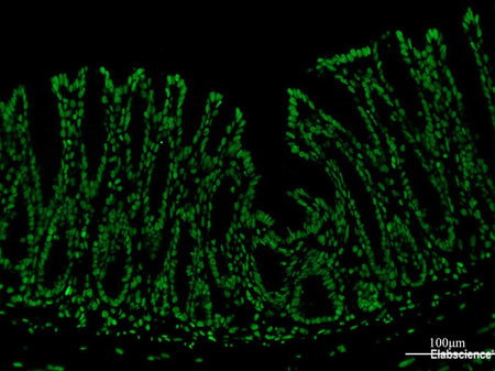 FITC-11-dUTP, Cell Assays, Elabscience Biotechnology, MSE Supplies