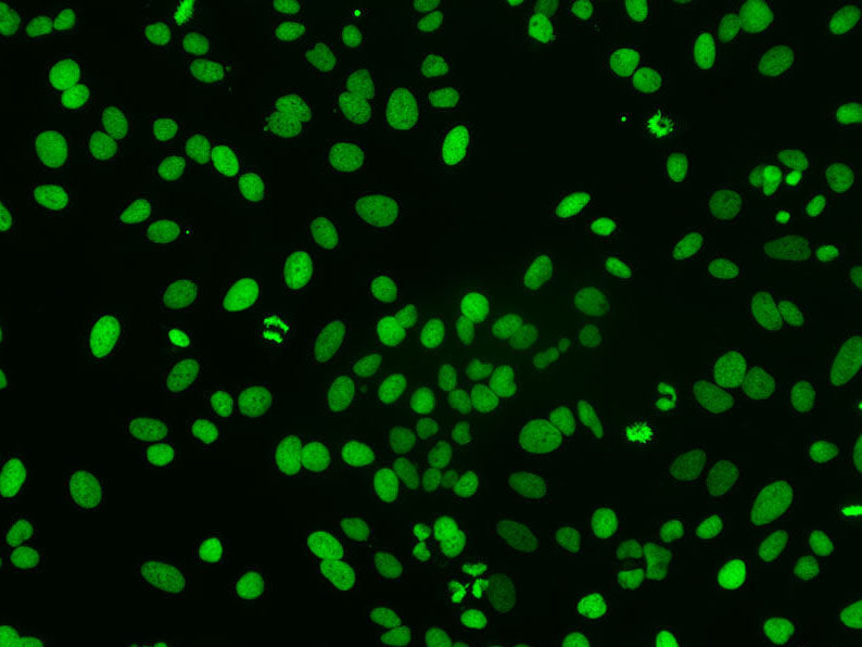FITC-11-dUTP, Cell Assays, Elabscience Biotechnology, MSE Supplies