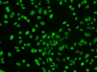 FITC-11-dUTP, Cell Assays, Elabscience Biotechnology, MSE Supplies