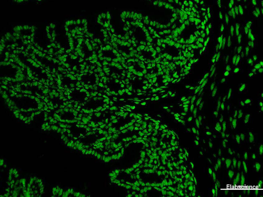 Elab Fluor® 488-11-dUTP, Cell Assays, Elabscience Biotechnology, MSE Supplies