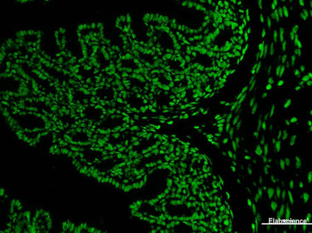 Elab Fluor® 488-11-dUTP, Cell Assays, Elabscience Biotechnology, MSE Supplies