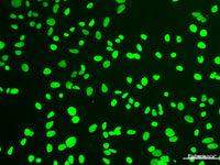 Elab Fluor® 488-11-dUTP, Cell Assays, Elabscience Biotechnology, MSE Supplies