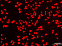Elab Fluor® 594-11-dUTP, Cell Assays, Elabscience Biotechnology, MSE Supplies