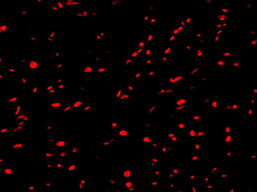 Elab Fluor® 647-11-dUTP, Cell Assays, Elabscience Biotechnology, MSE Supplies