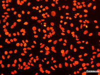 Elab Fluor® 555-11-dUTP, Cell Assays, Elabscience Biotechnology, MSE Supplies