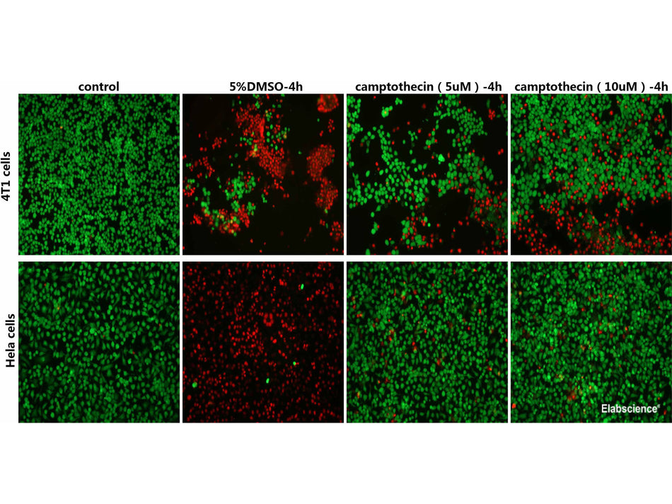 Calcein AM Assay Buffer, Cell Assays, Elabscience Biotechnology, MSE Supplies