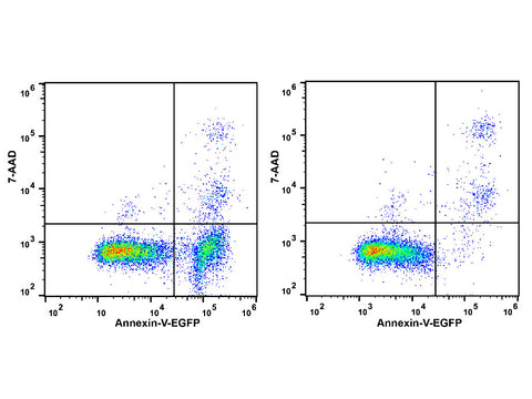 Annexin V-EGFP/7-AAD Apoptosis Kit, Cell Assays, Elabscience Biotechnology, MSE Supplies