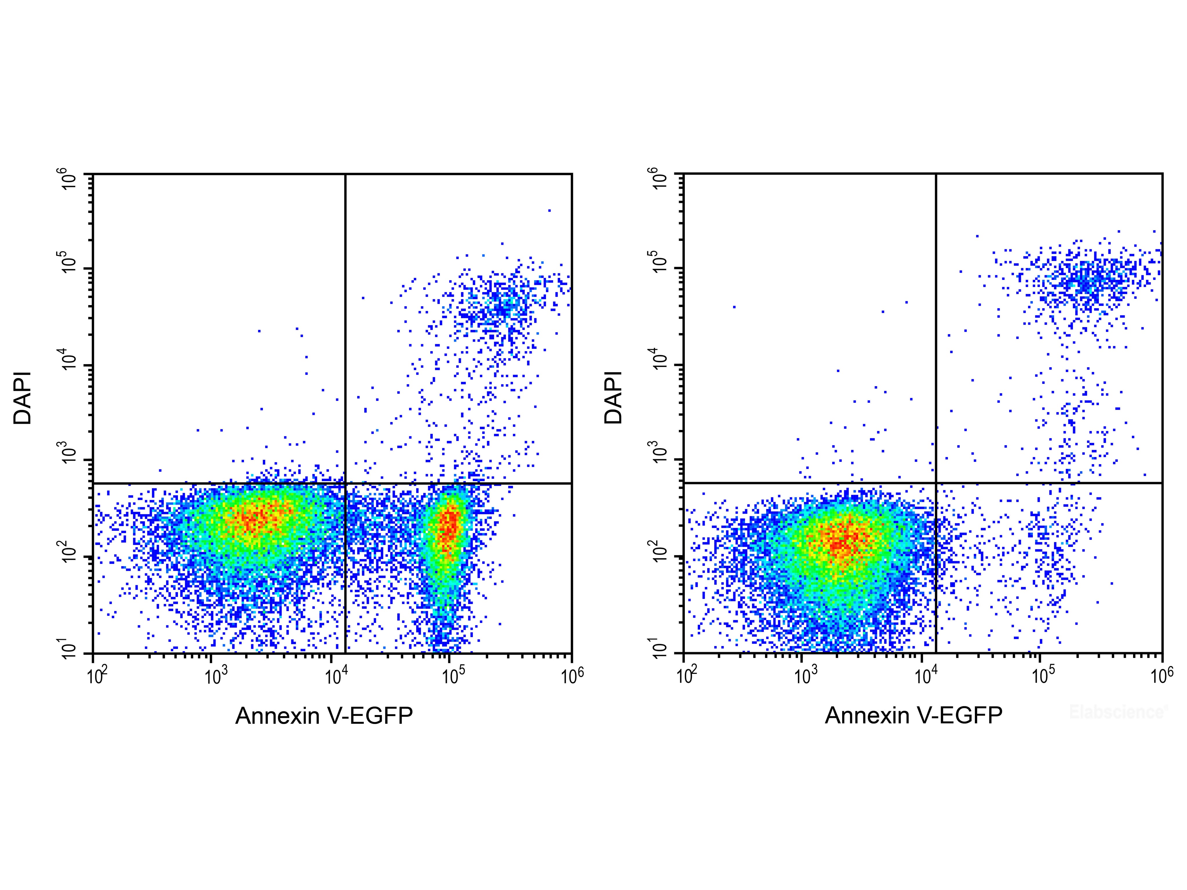 Annexin V-EGFP/DAPI Apoptosis Kit, Cell Assays, Elabscience Biotechnology, MSE Supplies