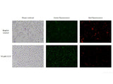 Mitochondrial Membrane Potential Assay Kit (with JC-1), Cell Assays, Elabscience Biotechnology, MSE Supplies