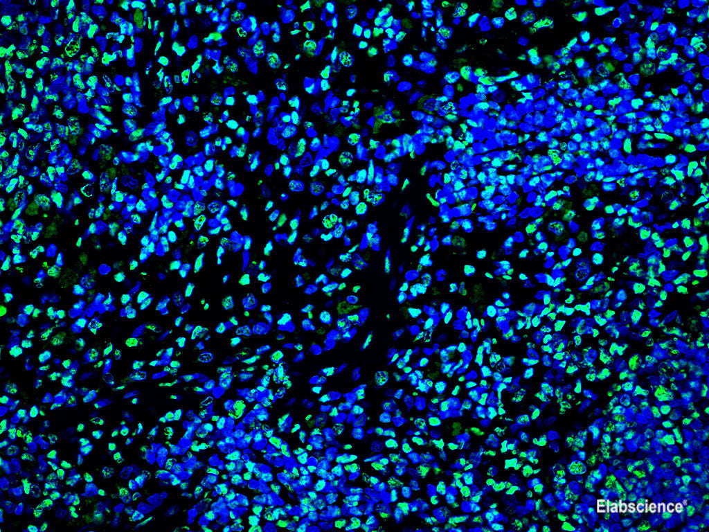 One-step TUNEL In Situ Apoptosis Kit (Green, FITC), Cell Assays, Elabscience Biotechnology, MSE Supplies