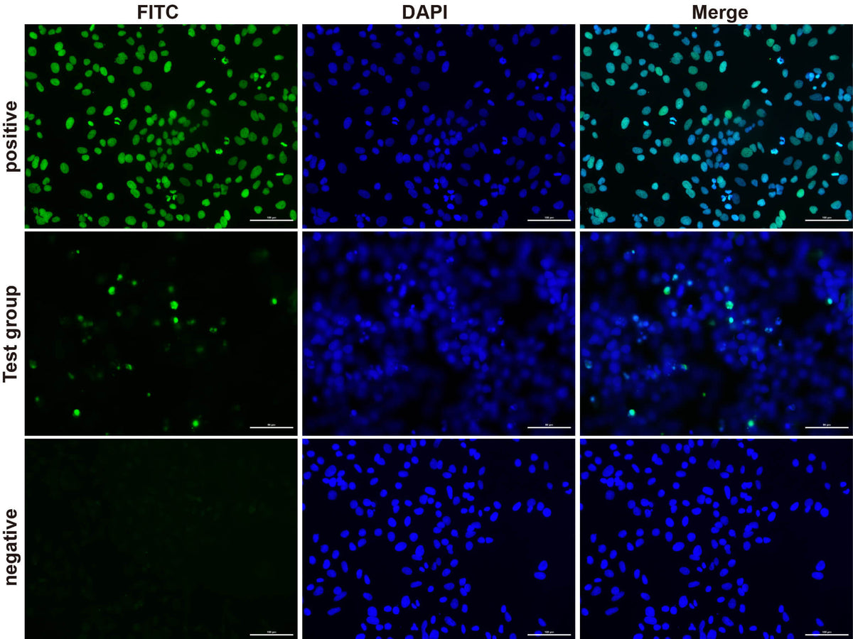 One-step TUNEL In Situ Apoptosis Kit (Green, FITC), Cell Assays, Elabscience Biotechnology, MSE Supplies