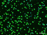 One-step TUNEL In Situ Apoptosis Kit (Green, Elab Fluor® 488), Cell Assays, Elabscience Biotechnology, MSE Supplies