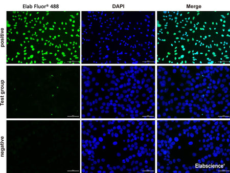 One-step TUNEL In Situ Apoptosis Kit (Green, Elab Fluor® 488), Cell Assays, Elabscience Biotechnology, MSE Supplies