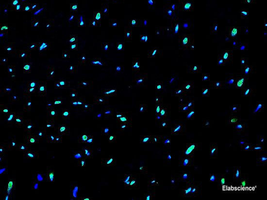 One-step TUNEL In Situ Apoptosis Kit (Green, Elab Fluor® 488), Cell Assays, Elabscience Biotechnology, MSE Supplies