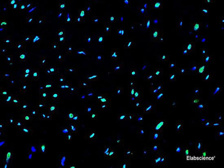 One-step TUNEL In Situ Apoptosis Kit (Green, Elab Fluor® 488), Cell Assays, Elabscience Biotechnology, MSE Supplies