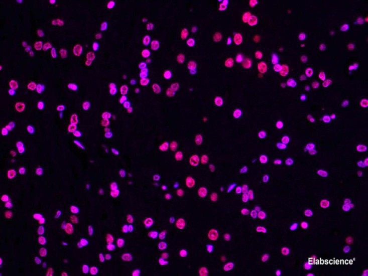 One-step TUNEL In Situ Apoptosis Kit (Red, Elab Fluor® 594), Cell Assays, Elabscience Biotechnology, MSE Supplies