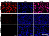 One-step TUNEL In Situ Apoptosis Kit (Red, Elab Fluor® 594), Cell Assays, Elabscience Biotechnology, MSE Supplies