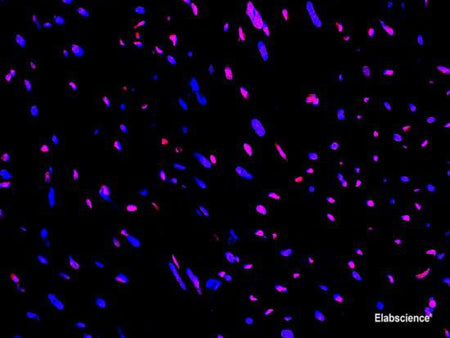 One-step TUNEL In Situ Apoptosis Kit (Red, Elab Fluor® 594), Cell Assays, Elabscience Biotechnology, MSE Supplies