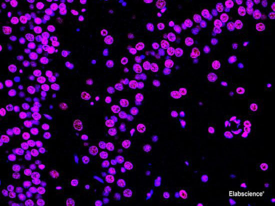 One-step TUNEL In Situ Apoptosis Kit (Red, Elab Fluor® 647), Cell Assays, Elabscience Biotechnology, MSE Supplies