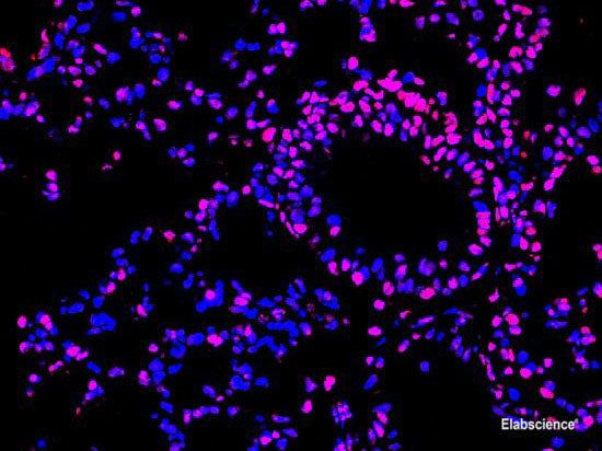 One-step TUNEL In Situ Apoptosis Kit (Red, Elab Fluor® 647), Cell Assays, Elabscience Biotechnology, MSE Supplies