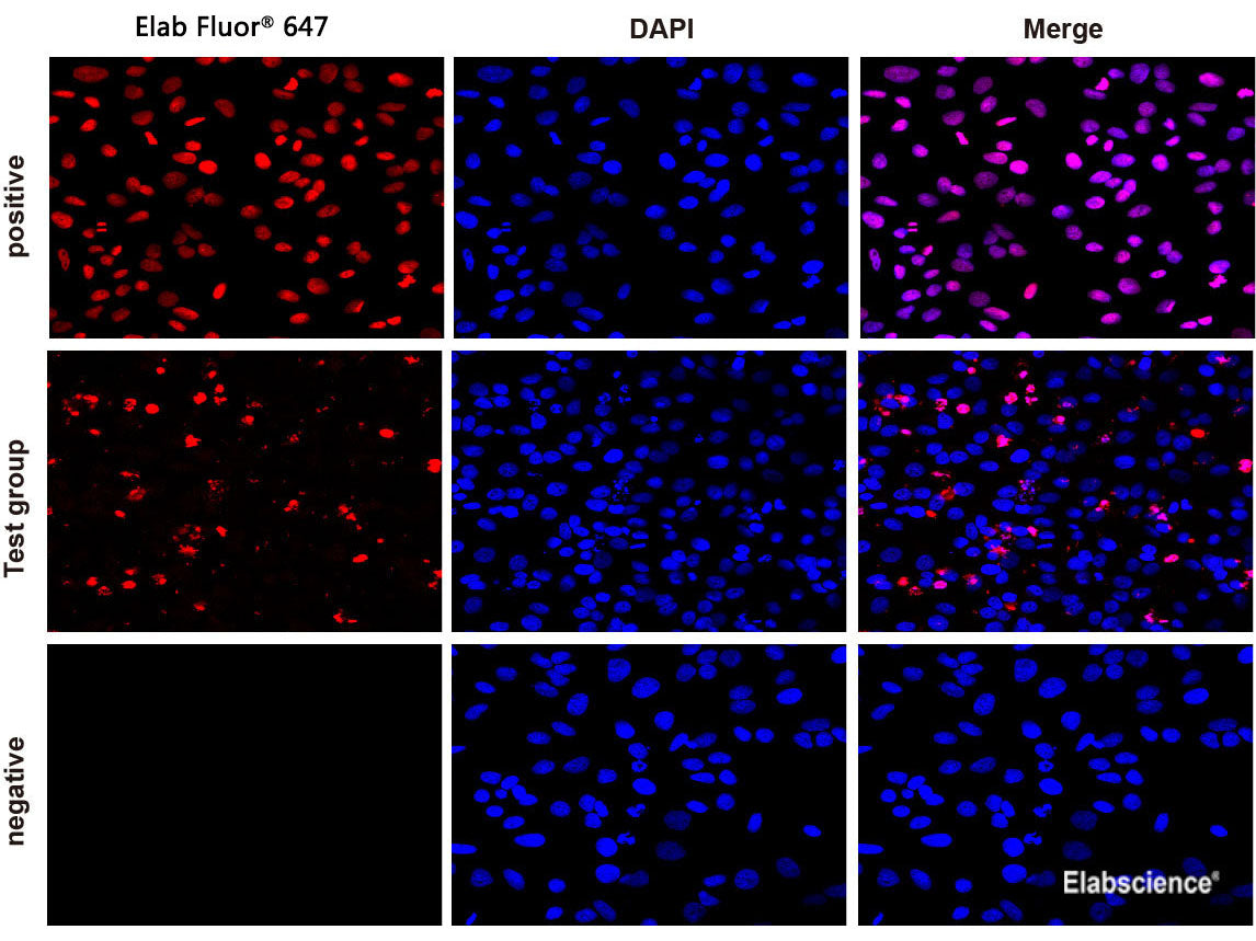 One-step TUNEL In Situ Apoptosis Kit (Red, Elab Fluor® 647), Cell Assays, Elabscience Biotechnology, MSE Supplies